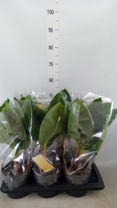 <h4>Musa 'Tropicana'</h4>