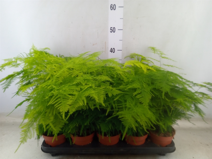 <h4>Asparagus setaceus</h4>