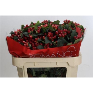 Hyp True Romance Vertakt 70cm