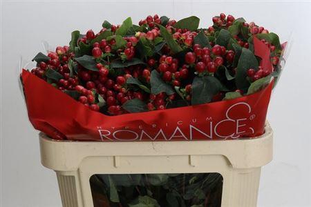 <h4>Hyp True Romance Vertakt 70cm</h4>