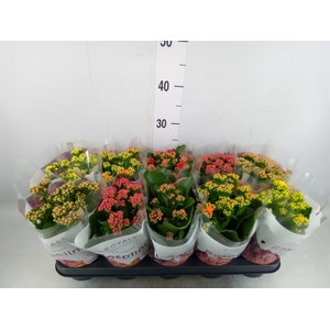 Kalanchoe blos. 'RoyalDon'   ..mix