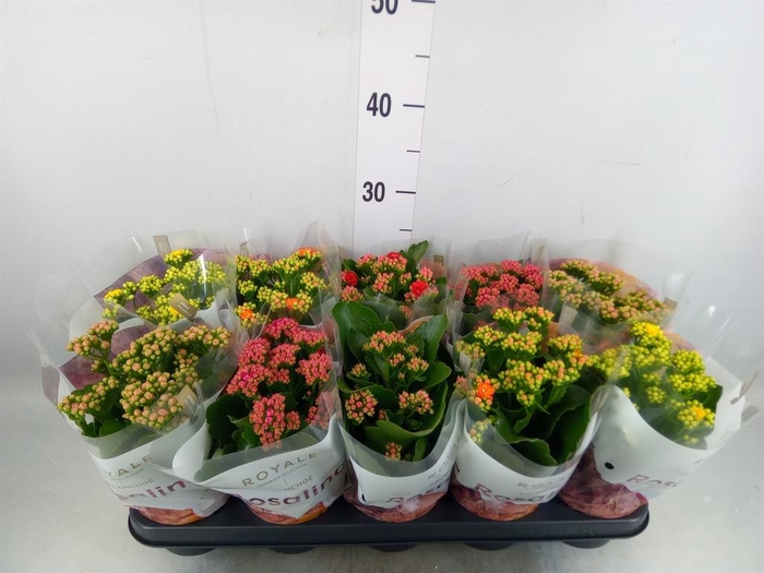 <h4>Kalanchoe blos. 'RoyalDon'   ..mix</h4>