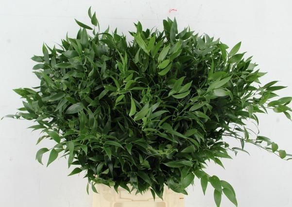 <h4>DANAE RACEMOSA PB</h4>