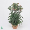 Kalanchoe Lucky Bells oranje