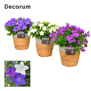 Campanula Mix Decorum S. Basket