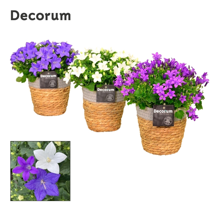 <h4>Campanula Mix Decorum S. Basket</h4>