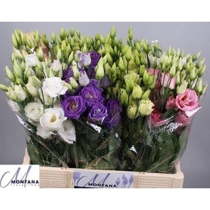 Lisianthus do mix in bucket
