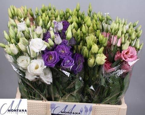 <h4>Lisianthus do mix in bucket</h4>
