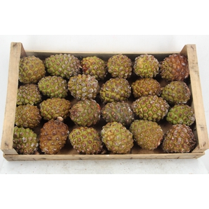 PINE CONE MEDIUM