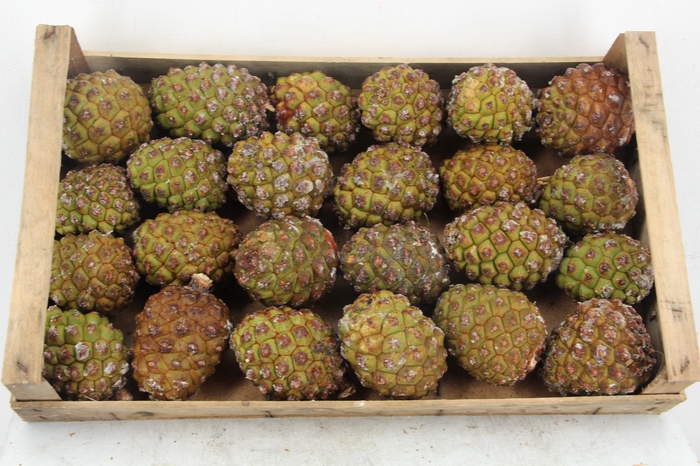 <h4>PINE CONE MEDIUM</h4>