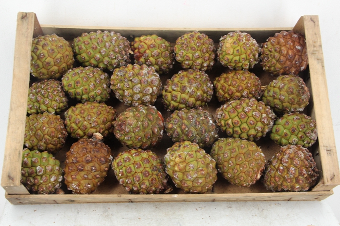 <h4>PINE CONE MEDIUM</h4>