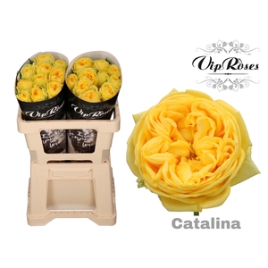 R Gr Catalina X20