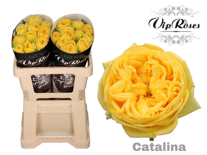 R GR CATALINA x 20