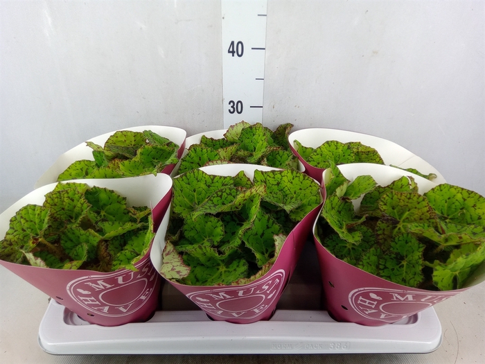 <h4>Begonia BD 'Lime Fever'</h4>