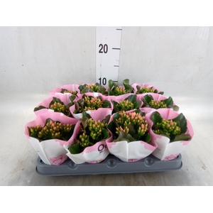 Kalanchoe  'MoreFlow Lillian'