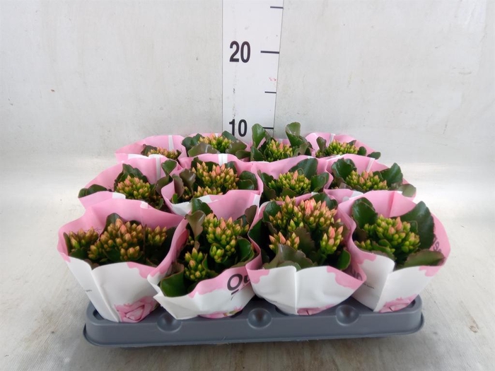 <h4>Kalanchoe  'MoreFlow Lillian'</h4>