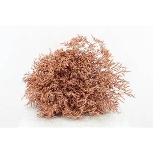 DF Gonio Tat. Bs Copper 15pc