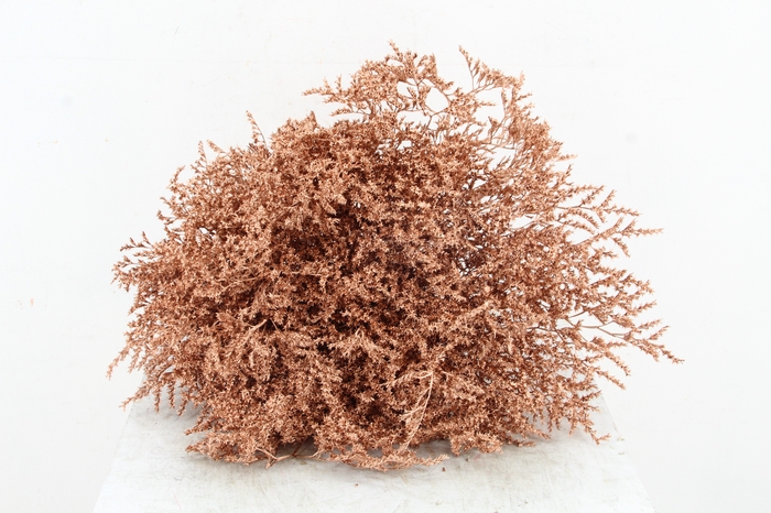 <h4>DF Gonio Tat. Bs Copper 15pc</h4>