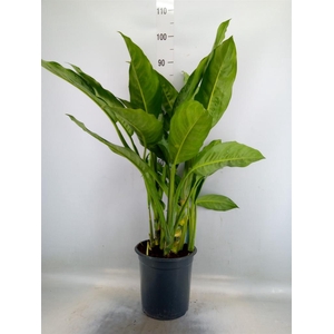 Aglaonema  'B.J. Freedman'