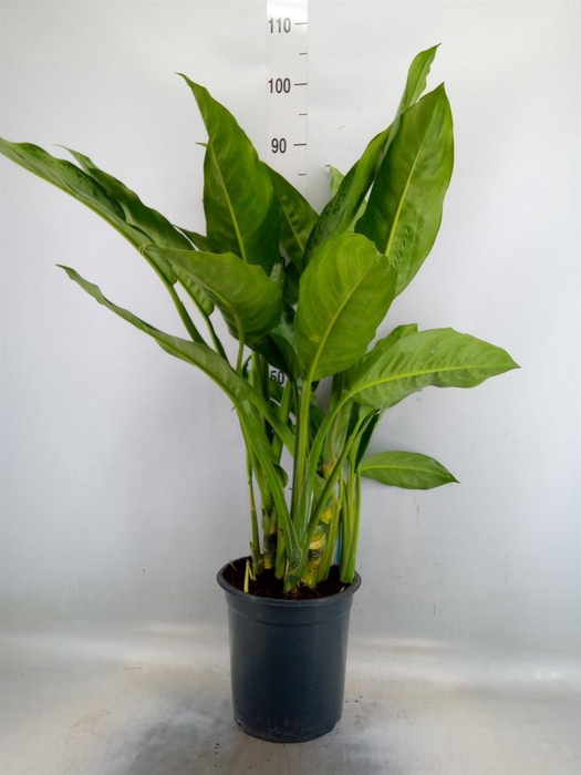<h4>Aglaonema  'B.J. Freedman'</h4>