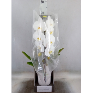 Phalaenopsis   ...white