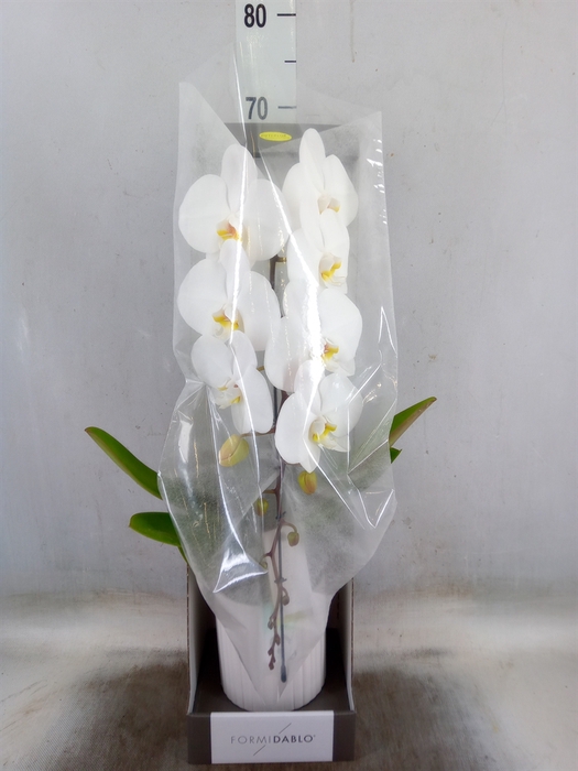 <h4>Phalaenopsis   ...white</h4>