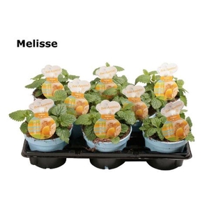 Melissa officinalis