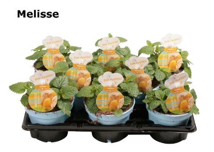 <h4>Melissa officinalis</h4>