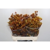 Anigozanthos Gold Fever