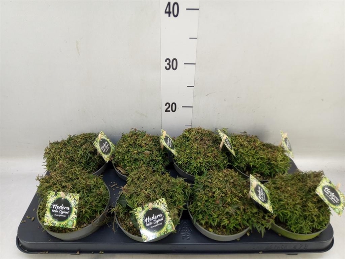 <h4>Hedera   ...</h4>