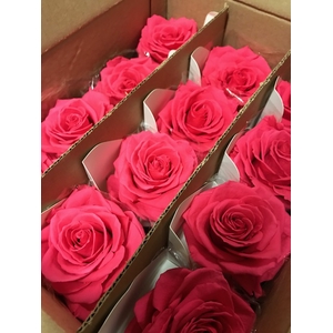 Rose on stem xl bulk 55cm fuchsia