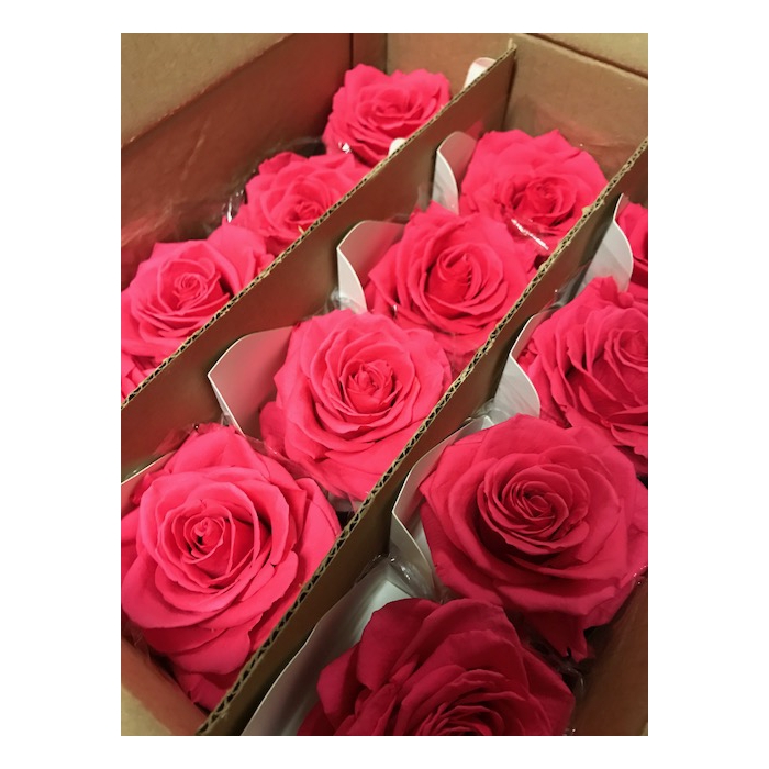 <h4>Rose on stem xl bulk 55cm fuchsia</h4>