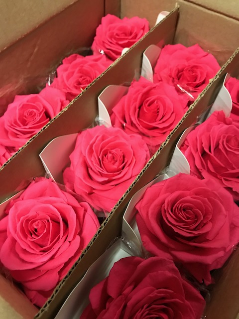 Rose on stem xl bulk 55cm fuchsia