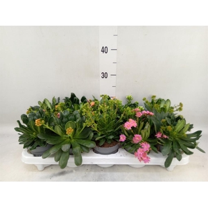 Lewisia  'Mountain Dreams'   ...mix