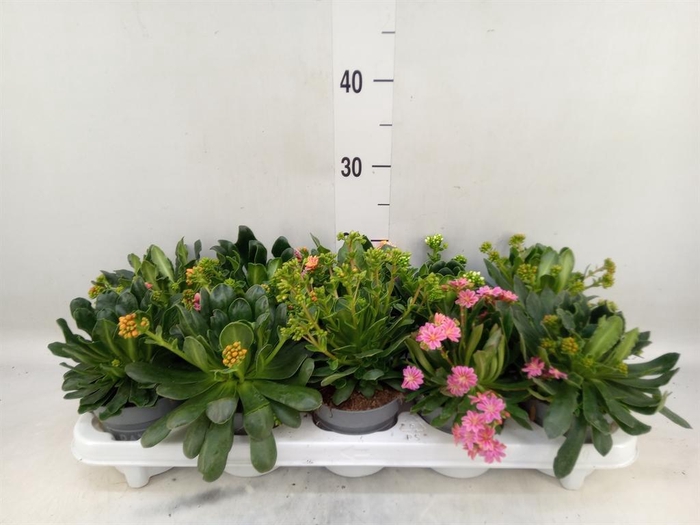 <h4>Lewisia  'Mountain Dreams'   ...mix</h4>