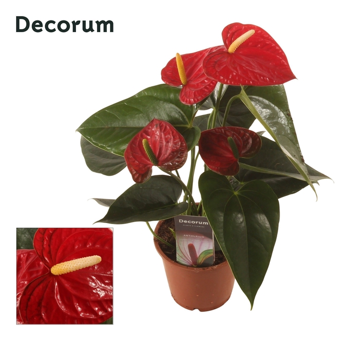 <h4>Anth. Easy Red P12 Decorum</h4>