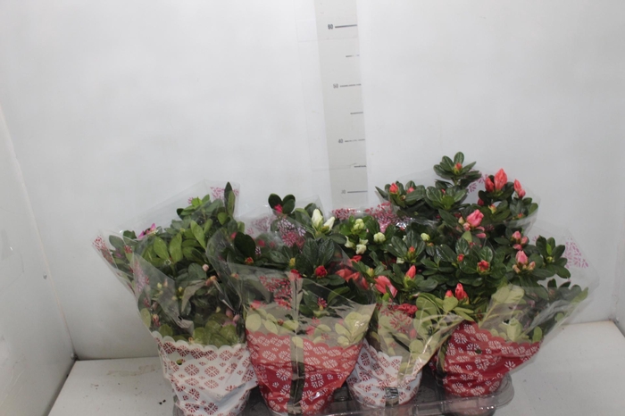 <h4>AZALEIA P14</h4>