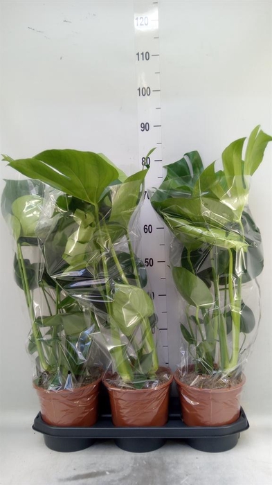 <h4>Monstera delic.</h4>