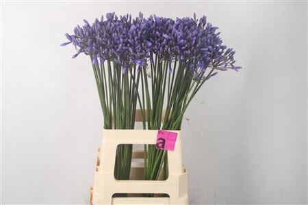 <h4>Agapapanthus Happy Blue</h4>
