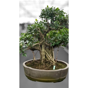 Ficus retusa, pot 49cm. Height 80cm.( single item)