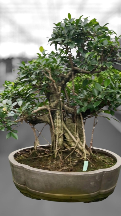 <h4>Ficus retusa, pot 49cm. Height 80cm.( single item)</h4>