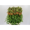 Fritillaria Imperialis Orange Sweet