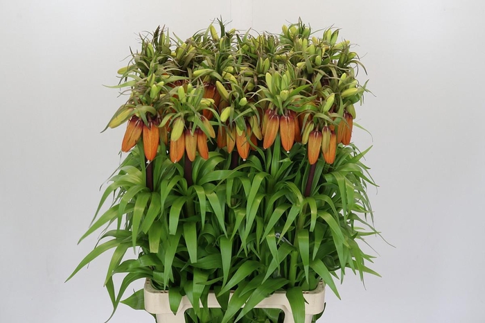 <h4>Fritillaria Imperialis Orange Sweet</h4>