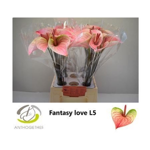 ANTH A # FAN LOVE WATER 50CM
