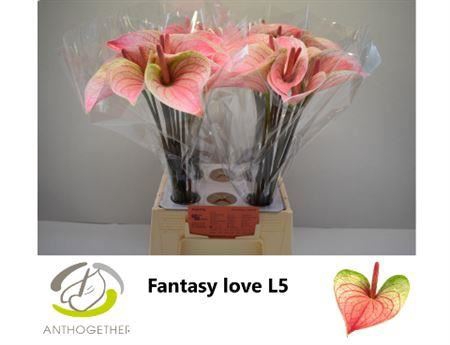 <h4>ANTH A # FAN LOVE WATER 50CM</h4>