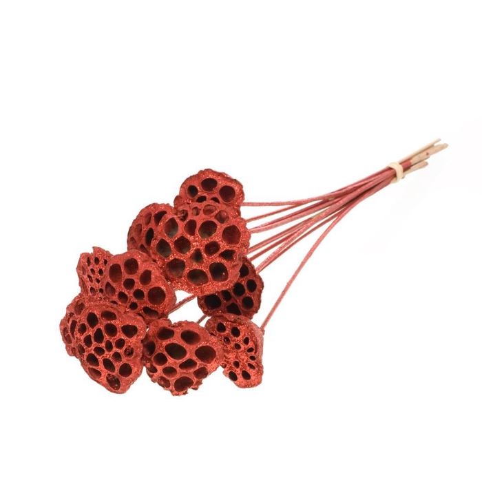 <h4>Lotus O/s Red R Glt</h4>