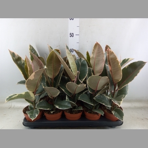 Ficus elastica 'Tineke'