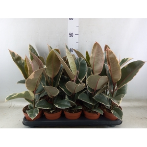 Ficus elastica 'Tineke'