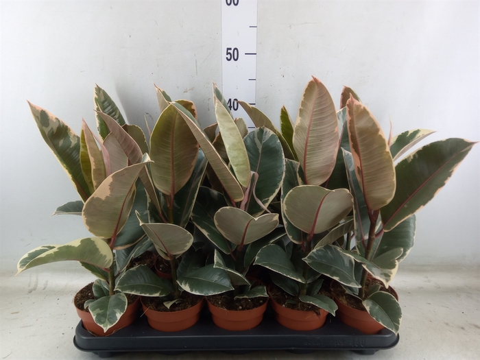 <h4>Ficus elastica 'Tineke'</h4>