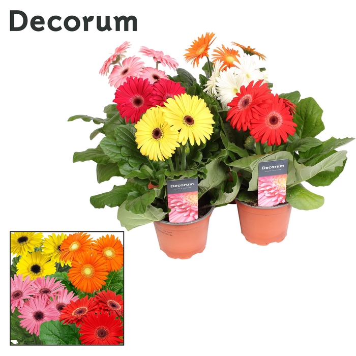 <h4>Gerbera 3+bl. hoes Russia etiket Decorum</h4>